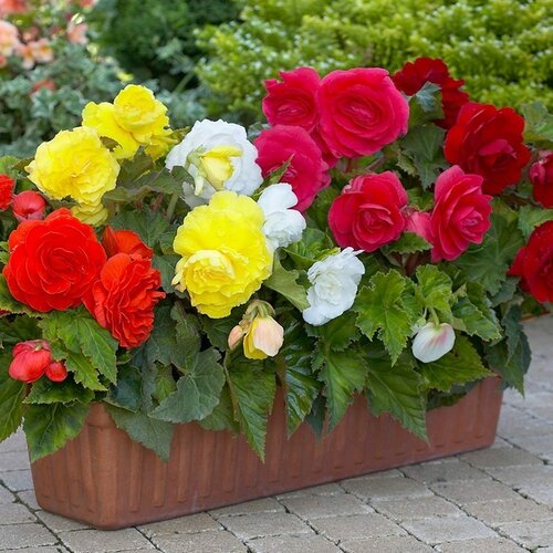Royal De Ree Lukovica Begonija - Begonia Double Mixture 3/1 Cene