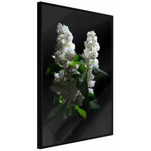  Poster - White Lilac 40x60