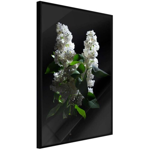  Poster - White Lilac 40x60 Slike