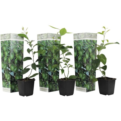 Plant in a Box limeta - 3 kos - citrus aurantifolia - vi&amp;scaron;ina 25-40cm - ⌀9cm, (21757686) Slike
