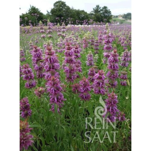  Limonska monarda - 1 pkt. Cene
