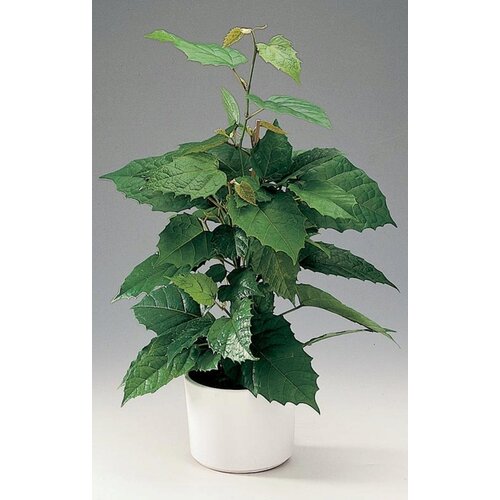 TROPICA Avstralska sobna trta - 10 zrn. Cene