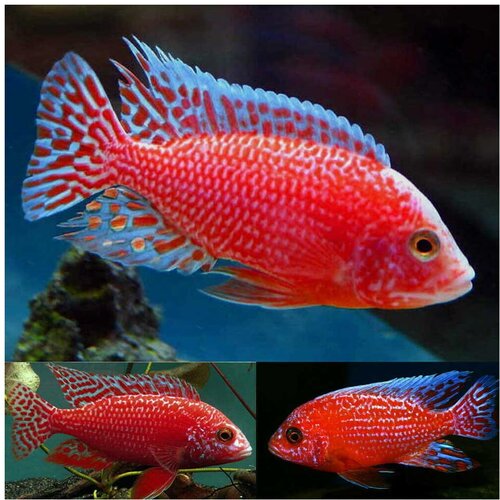 Akvarijum Centar Fire red peacock Cene