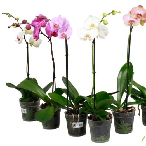 Rasadnik Topalović phalaenopsis mix 12/55 1 grana Cene