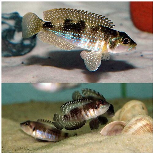 Akvarijum Centar lamprologus ocellatus Cene