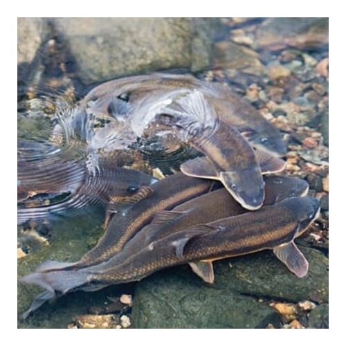  prirodni riblji mamac fishpoint Slike