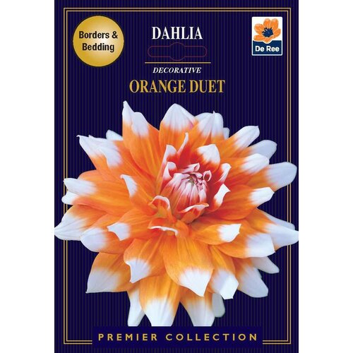 Royal De Ree Lukovica Georgina, dalija - Dahlia Dec. Orange Duet 1/1 Cene