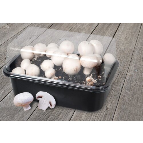 Esschert Design Sistem za gojenje Field Mushroom &amp;ndash; Slike