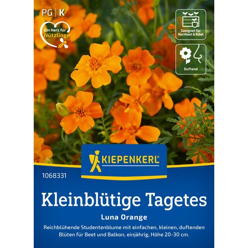  Majhnocvetna žametnica "Luna Orange" - 1 pkt. Cene