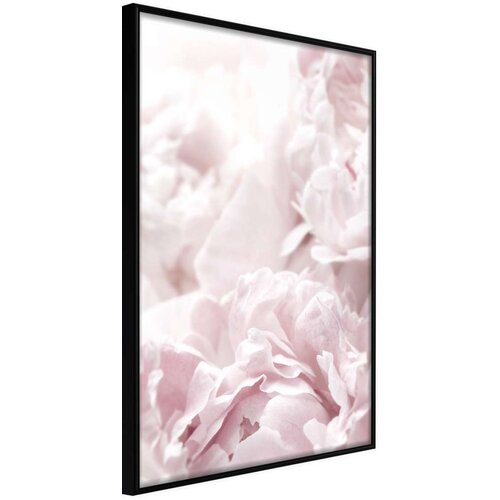  Poster - Joyful Morning 40x60 Cijene