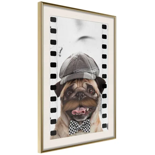  Poster - Dressed Up Pug 30x45