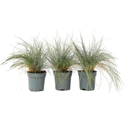 Plant in a Box sinjezelena bilnica - 3 kos - festuca glauca 'elijah blue' - V10-15cm - ⌀9cm, (21757546) Cene
