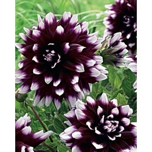 Royal De Ree Lukovica Georgina, dalija - Dahlia Dec. Mistery Day 1/1 Cene