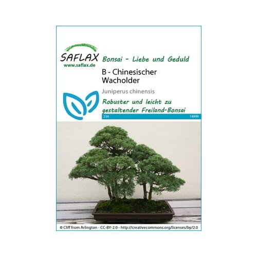 Saflax Bonsai - kitajski brin Cene