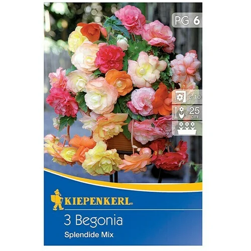 KIEPENKERL Lukovice ljetnog cvijeća Begonia Splendide (3 Kom.)