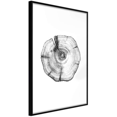 Poster - Tree Rings 30x45 Cijene