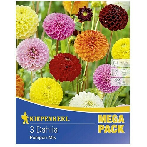 KIEPENKERL Lukovice jesenskog cvijeća (Dahlia 'Pompon-Mix', 3 Kom.) Cijene