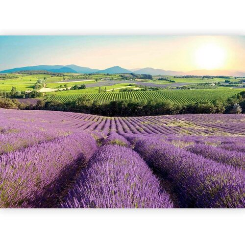 Artgeist Fototapeta Lavender Field, 100x70cm Cene