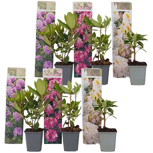 Plant in a Box rododendron - 6 kos - rhododendron catawbiense - vi&amp;scaron;ina 25-40cm - ⌀9cm, (21757727) Slike