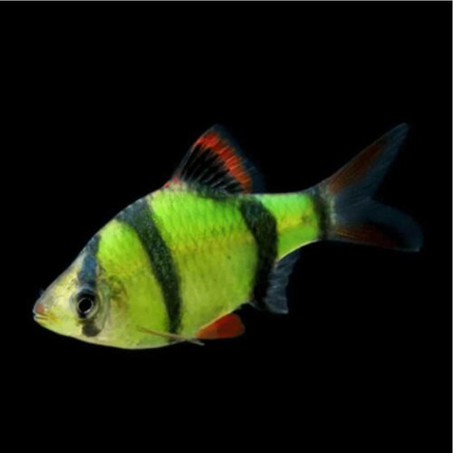  puntius semifasciolatus - barbus glow zeleni Cene