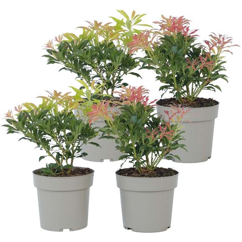Plant in a Box japonski pieris - 4 kos - pieris &amp;#039;forest flame&amp;#039; - vi&amp;scaron;ina 25-40cm - ⌀17cm, (21757562) Slike