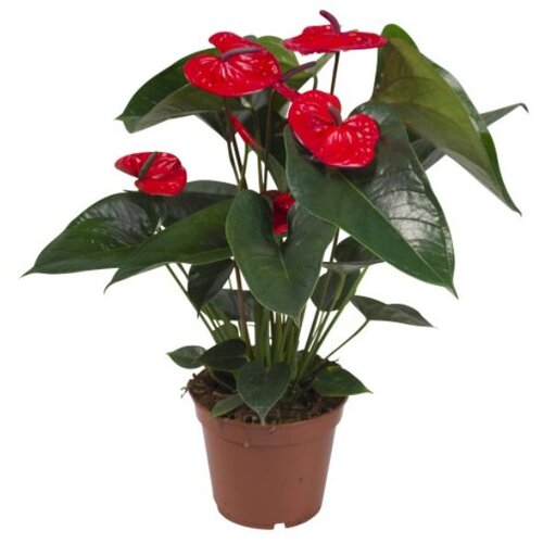 Rasadnik Topalović anthurium mix Cene
