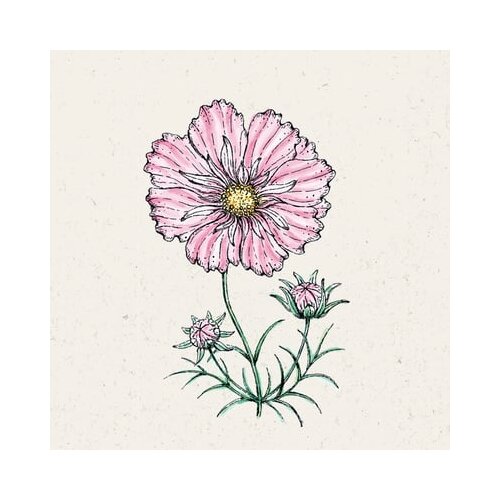 Jora Dahl Cosmos bipinnatus "Rosetta" - kozmeja Cene