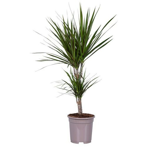 Piardino Dracena (Dracaena marginata Bicolor, Veličina tegle: 17 cm, Zeleno-purpurne boje) Cijene