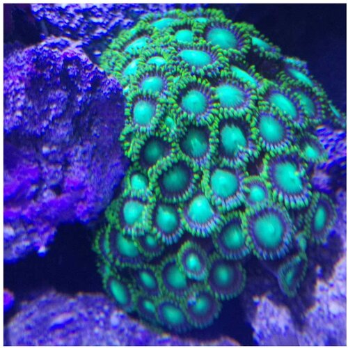 Akvarijum Centar Zoanthus Ultra Green Cene