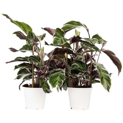 Plant in a Box Kalateja - 2 kos - Calathea Lietzei 'White Fusion' - Višina 30-40cm - ⌀14cm, (21758250) Cene