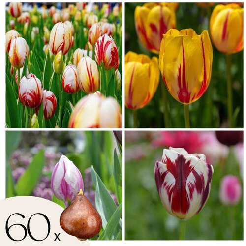Plant in a Box Tulipani čebulice - 60 kos - Tulipa 'Flaming Beauty Mix' - Cvetne čebulice, (21755629) Cene