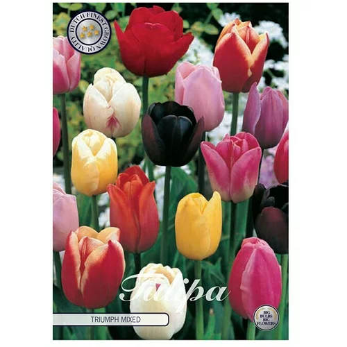  Cvjetne lukovice Tulipan Triumph (Mješane boje, Botanički opis: Tulipa)