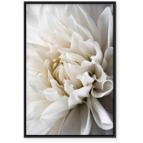  Slika - White Dahlia 60x90 Slike