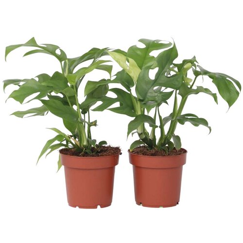 Plant in a Box monstera minima - 2 kos - rhaphidophora tetrasperma - višina 20-30cm - ⌀12cm, (21758093) Cene