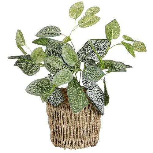  Umjetna biljka Fittonia (Ø x V: 12 x 33 cm, Plastika) Cijene