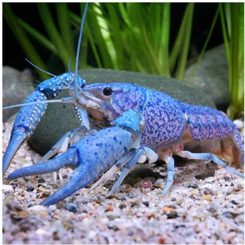 Akvarijum Centar procambarus alleni - Plavi rak Slike