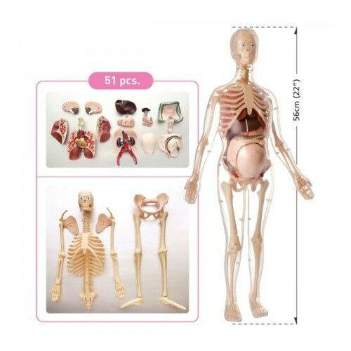 Anatomija trudne žene ( MK064 ) Slike