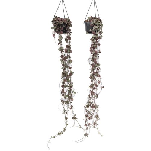 Plant in a Box svetilnica - 2 kos - ceropegia linearis woodii - višina 20-30cm - ⌀14cm, (21758064) Cene