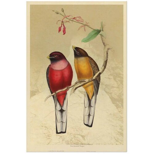  Plakat - Birds on a Branch 60x90 Bez okvira Slike