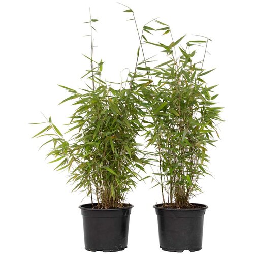 Plant in a Box bambus - 6 kos - fargesia nitida 'red dragon' - višina 60-80cm - ⌀17cm, (21757650) Cene