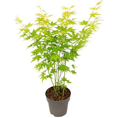 Plant in a Box japonski javor - acer palmatum 'going green' - višina 35-55cm - ⌀15cm, (21814290) Cene