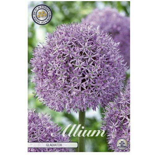  Cvjetne lukovice Allium Gladiator (Ljubičasta, Botanički opis: Allium) Cijene