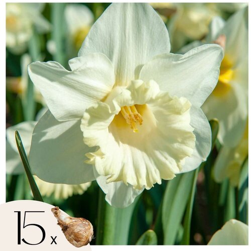 Plant in a Box Čebulice narcis - 15 kos - Narcissus &amp;#039;Mount Hood&amp;#039; - Cvetne čebulice - Rumena, (21755726) Slike