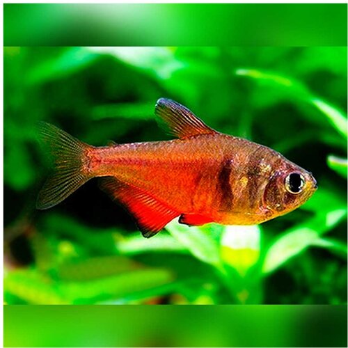 Akvarijum Centar flame tetra (hyphessobrycon flammeus) Cene
