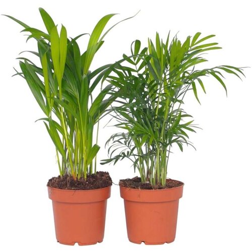 Plant in a Box Majhne dlani - 2 kos - Dypsis, Chamaedorea - Višina 25-40cm - ⌀12cm, (21758167) Cene