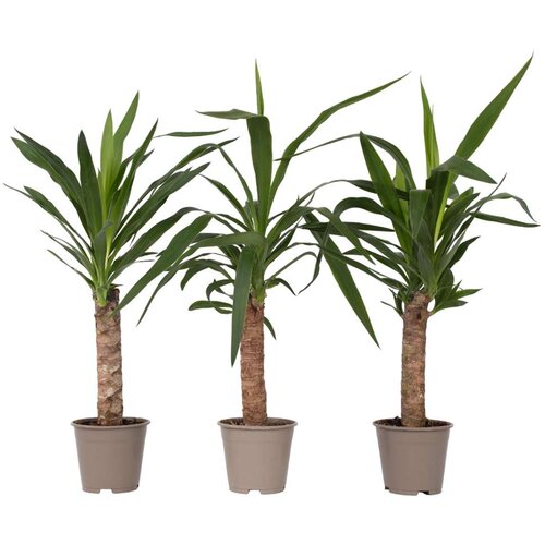Plant in a Box prstasta juka - 3 kos - yucca elephantipes - višina 50-60cm - ⌀14cm, (21758143) Cene