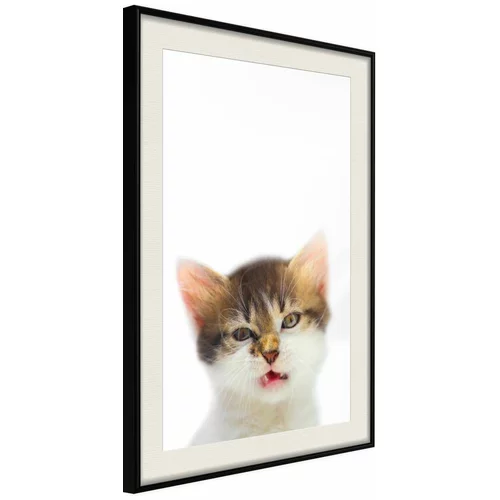  Poster - Funny Kitten 30x45