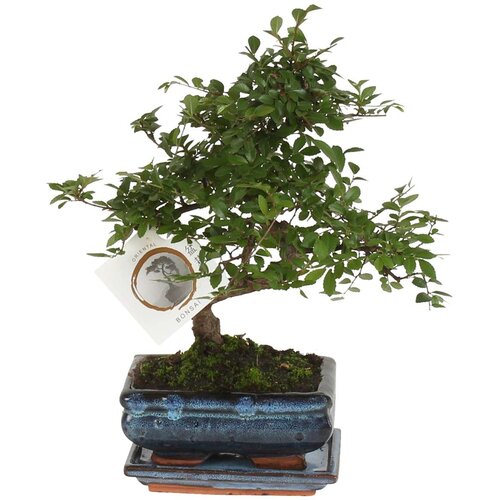 Plant in a Box Bonsai - Zelkova serrata - Višina 20-25cm - ⌀15cm, (21758287) Cene