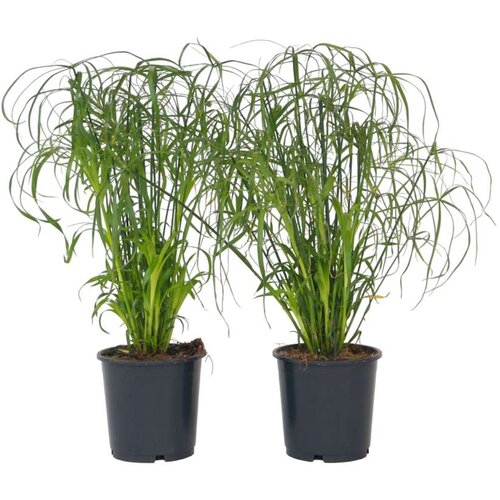Plant in a Box Papirjevec - 4 kos - Cyperus alternifolius - Višina 40-50cm - ⌀14cm, (21758315) Cene