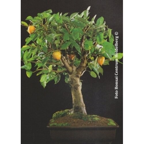 TROPICA Bonsaj "Kaki" - 10 zrn. Cene